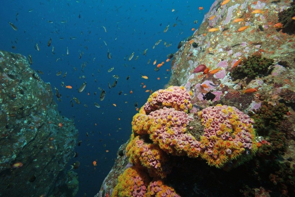 Coral Gardens