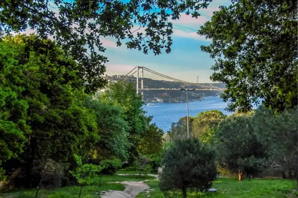 Fethipaşa Grove