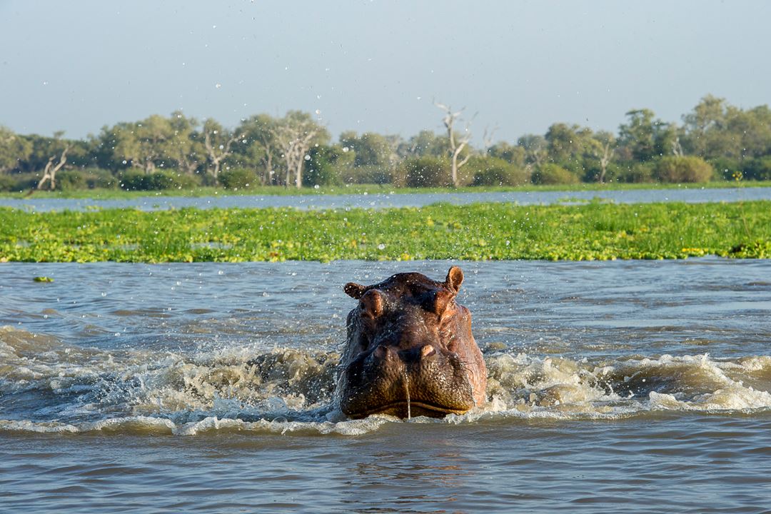 Rufiji River