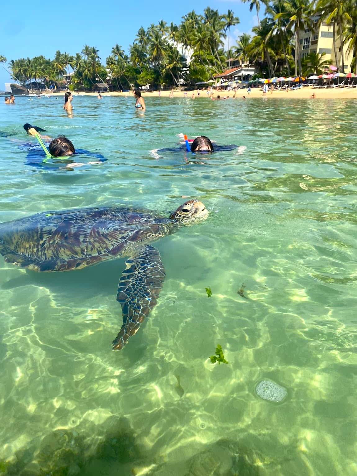 Turtle Snorkeling Sri Lanka