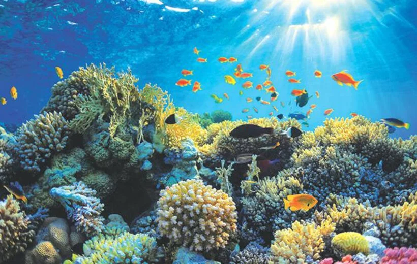 Hikkaduwa Coral Sanctuary