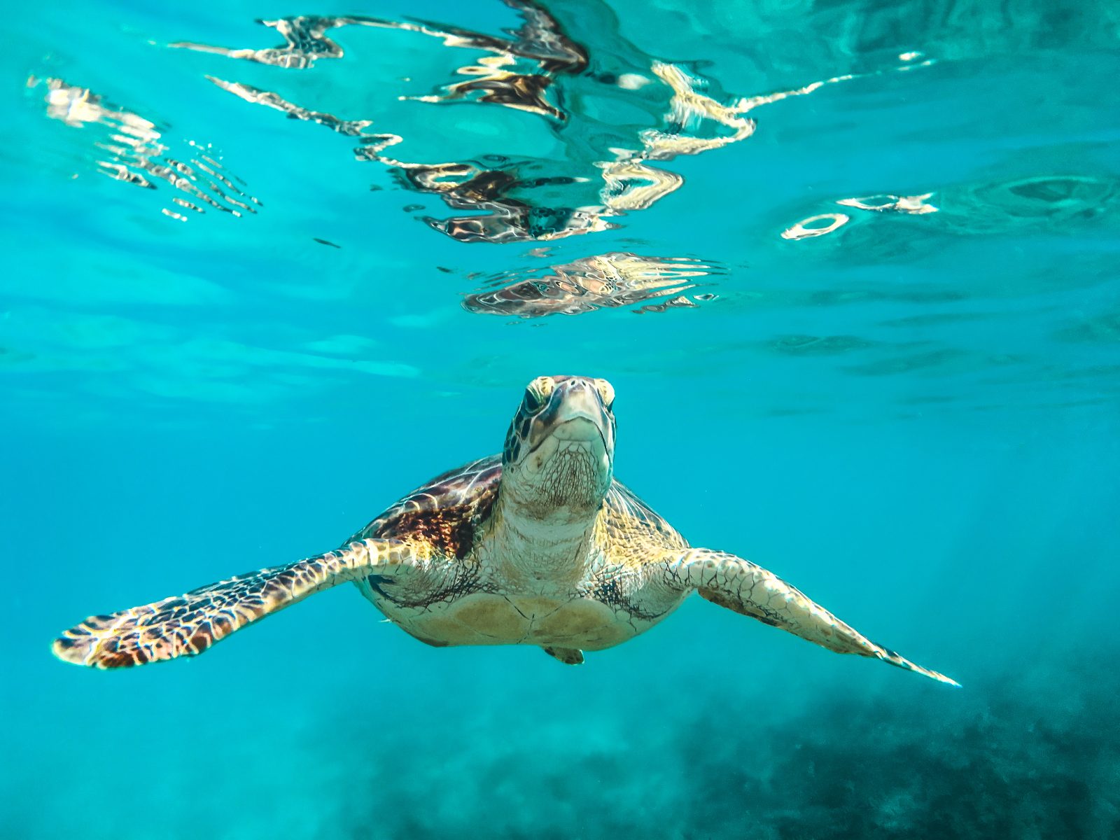 Green Sea Turtles