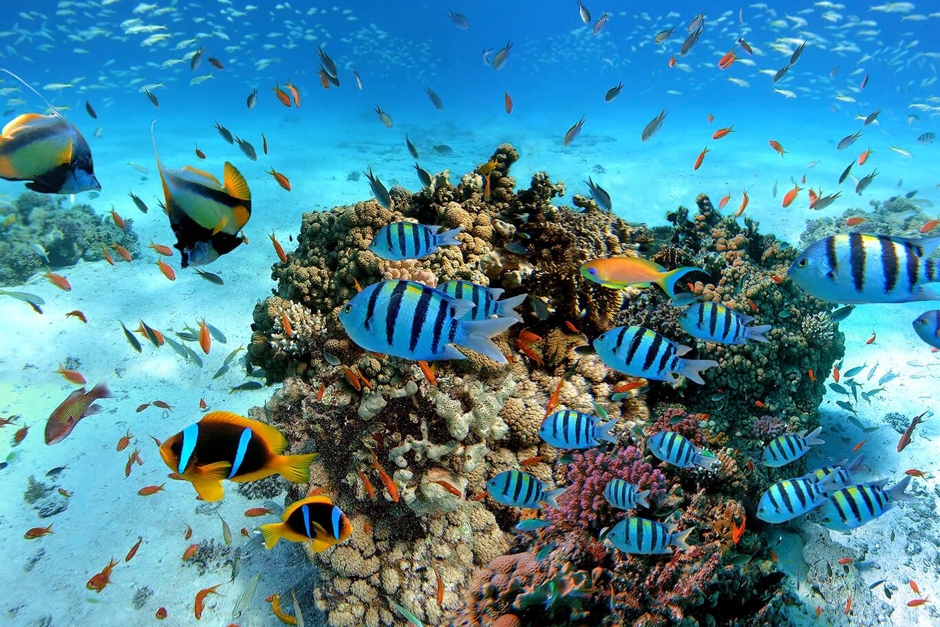 Coral Formations