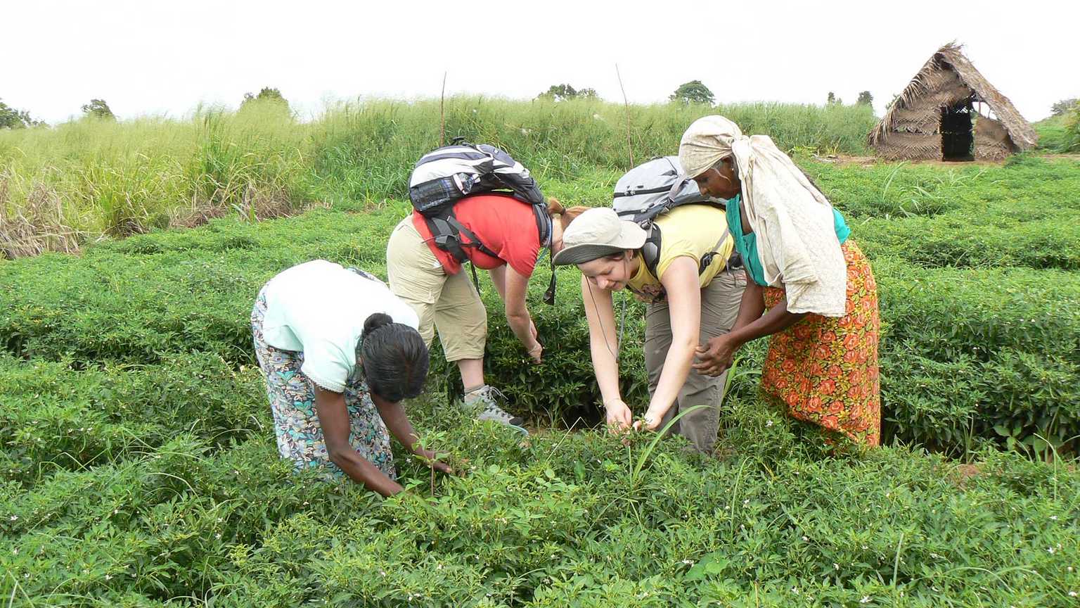 Chena Cultivation Area