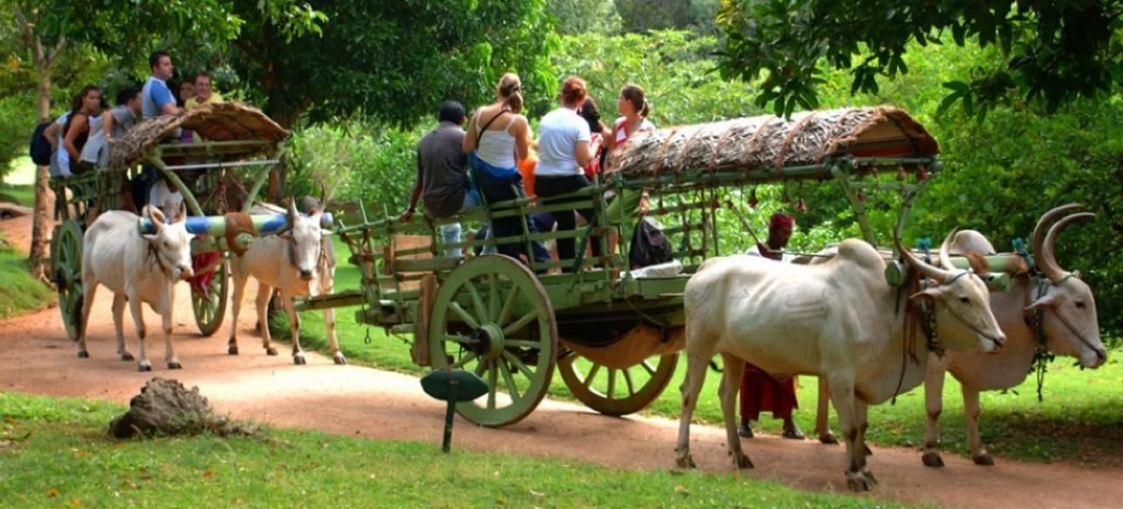 Bullock Cart Transport