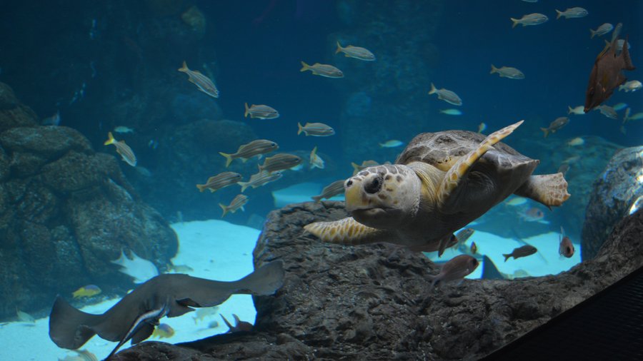 Florida Aquarium