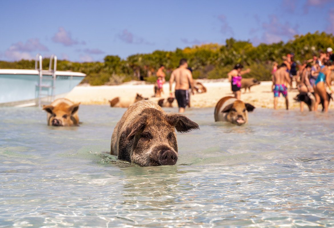 Nassau to Pig Beach Flight