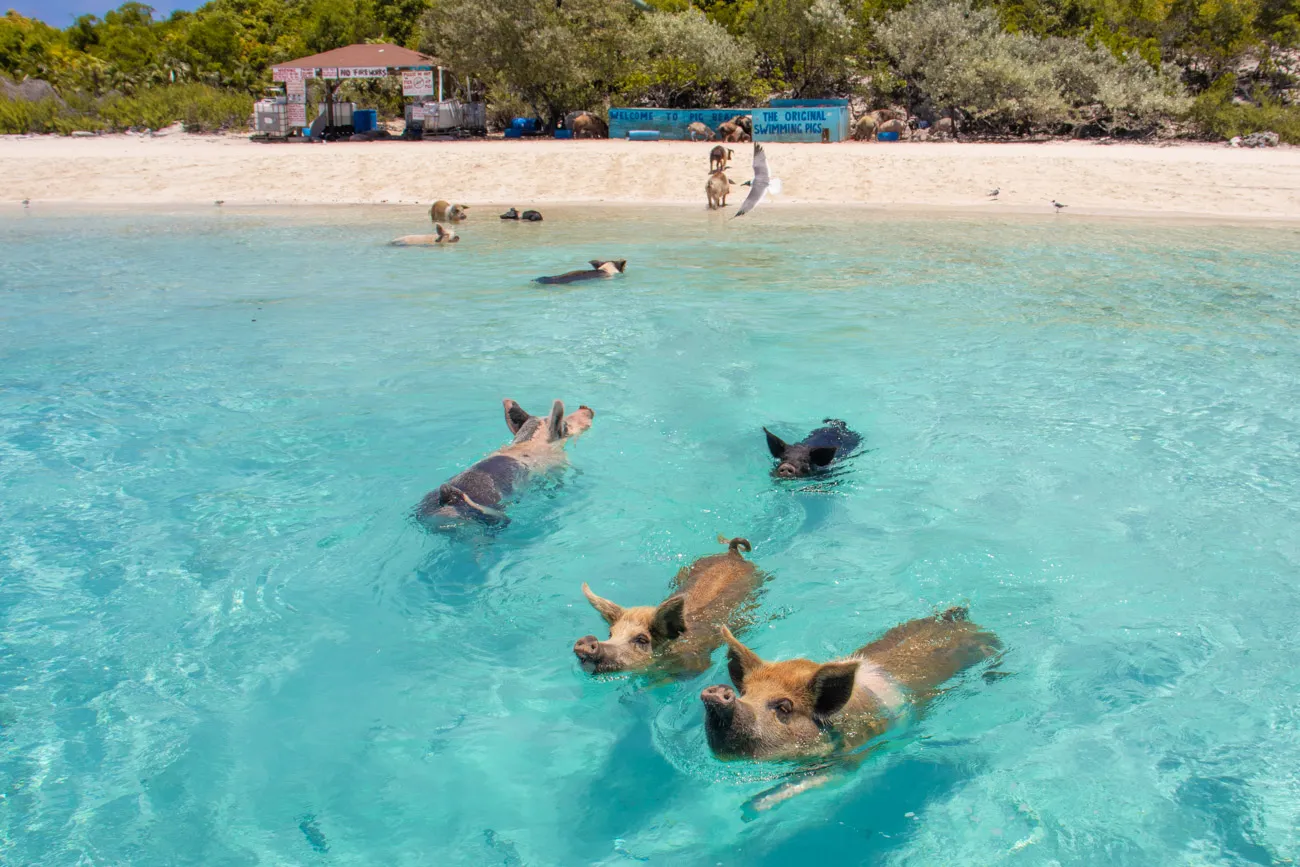 Pig Beach Shoreline