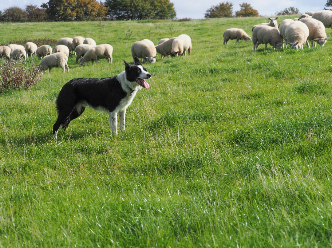 Laragh Sheep Farm