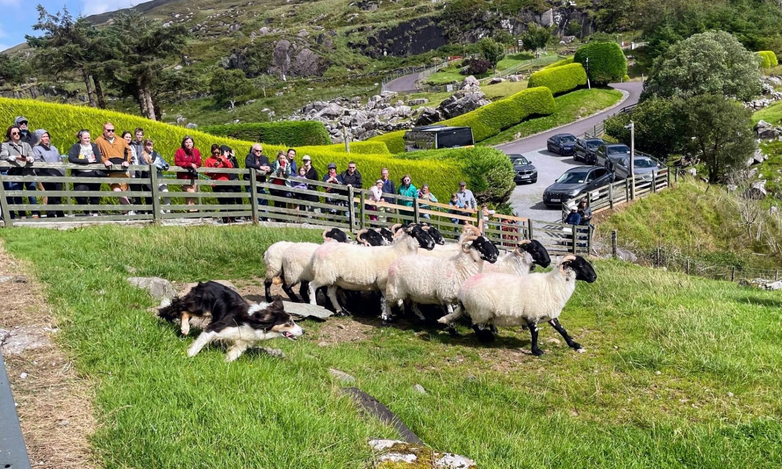 Kilkenny Wicklow and Glendalough Tour & Sheepdog Show