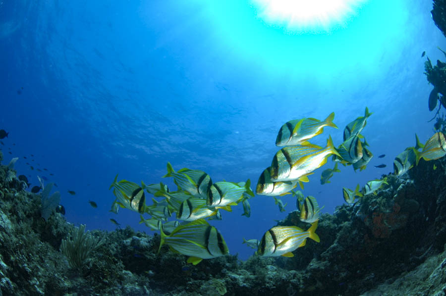 El Meco Reef