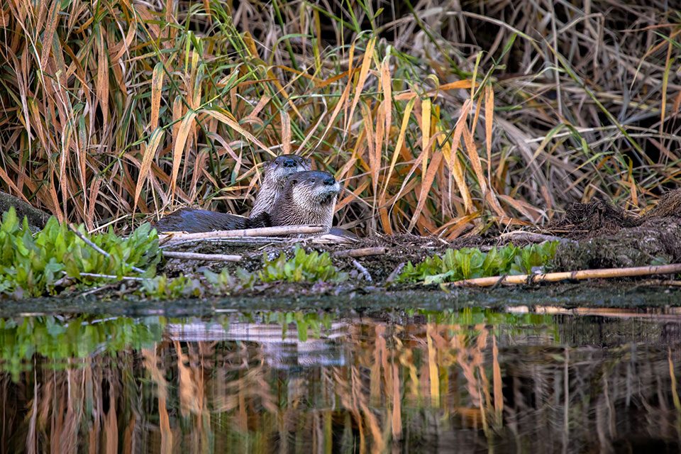 Salt River Riparian Zone