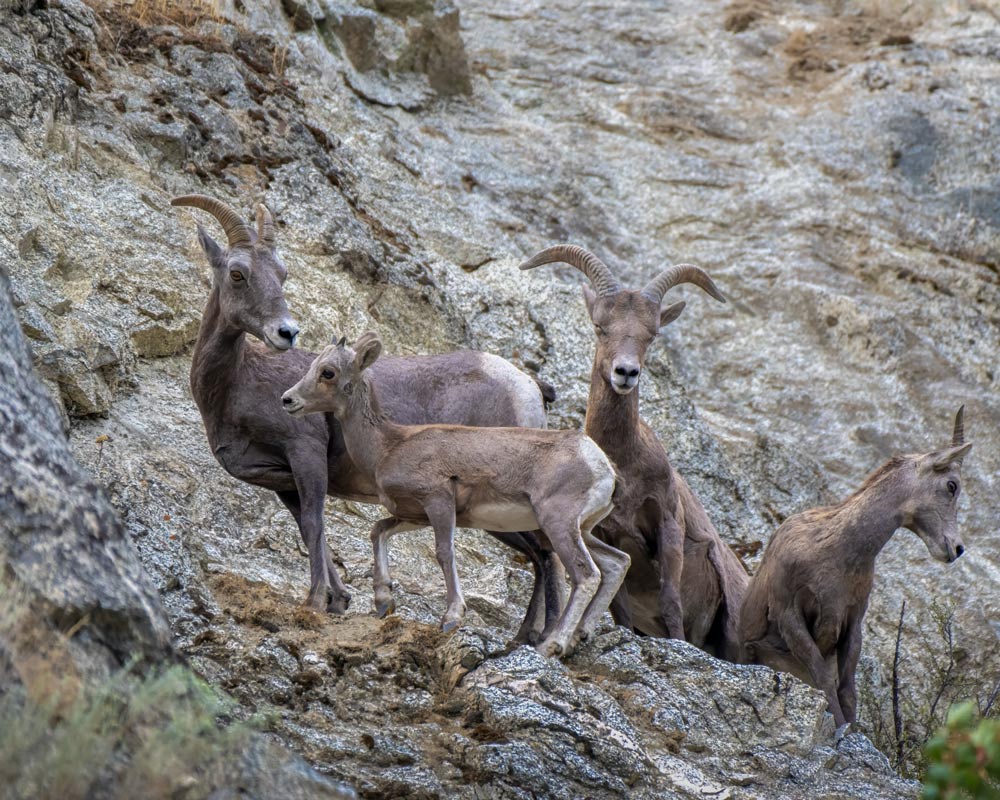 Desert Bighorn Sheep Habitat