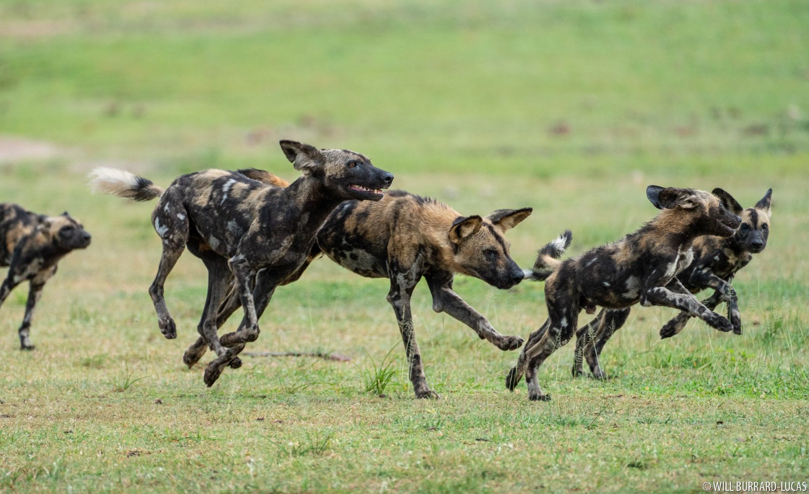 Wild Dog Territory