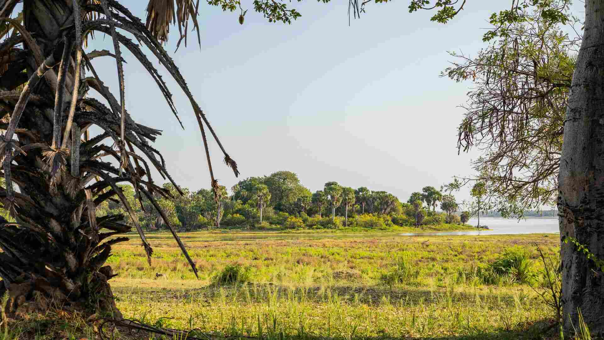 Floodplains And Swamps
