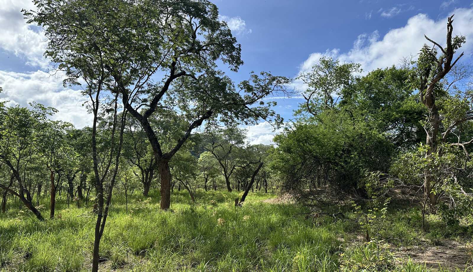 Miombo Woodlands