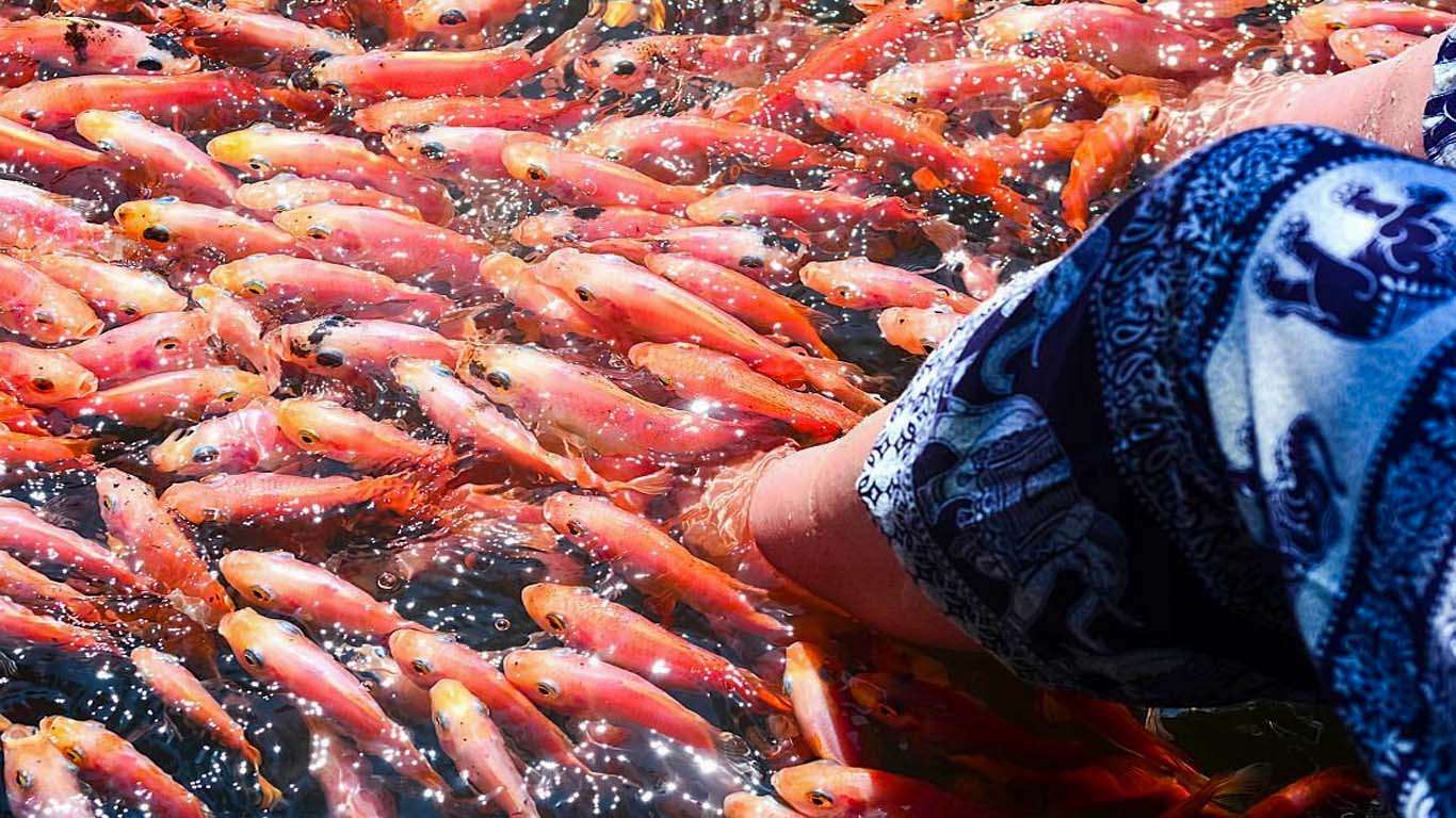 Fish Therapy Ponds