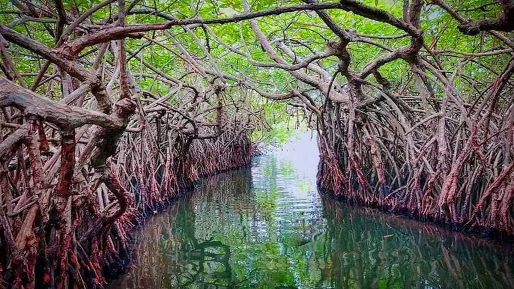 Mangrove Tunnels