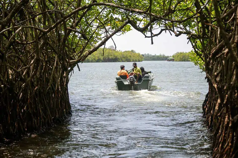 Madu Ganga Boat Safari Time