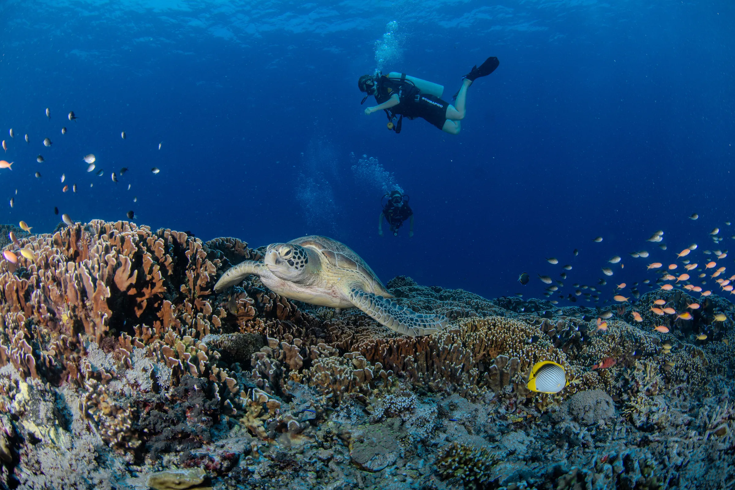 Gili Trawangan Snorkeling Price