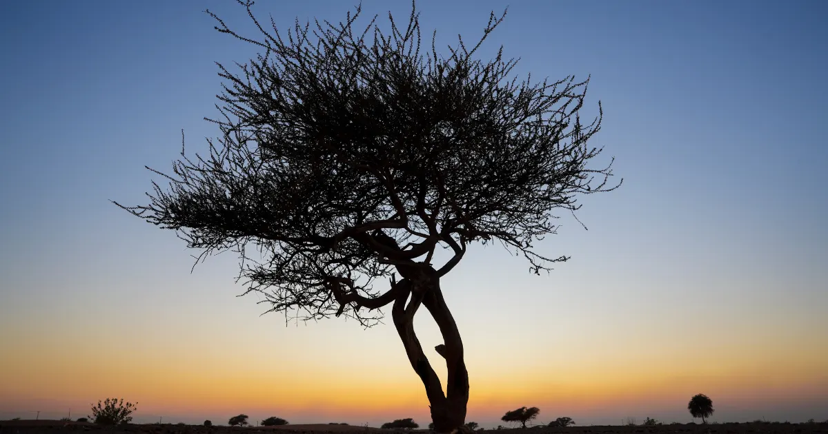 Isolated Ghaf Tree