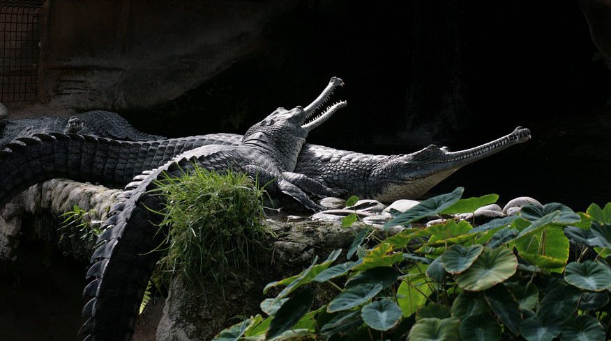 Gharial Breeding Center