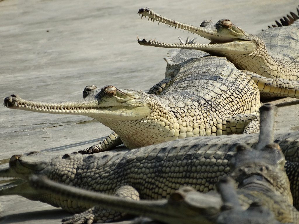 Crocodile Breeding Center Visit