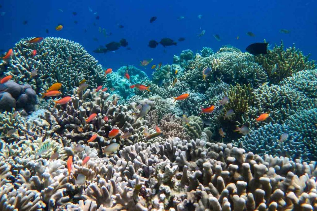 Coral Garden