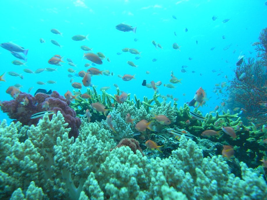 Eel Garden