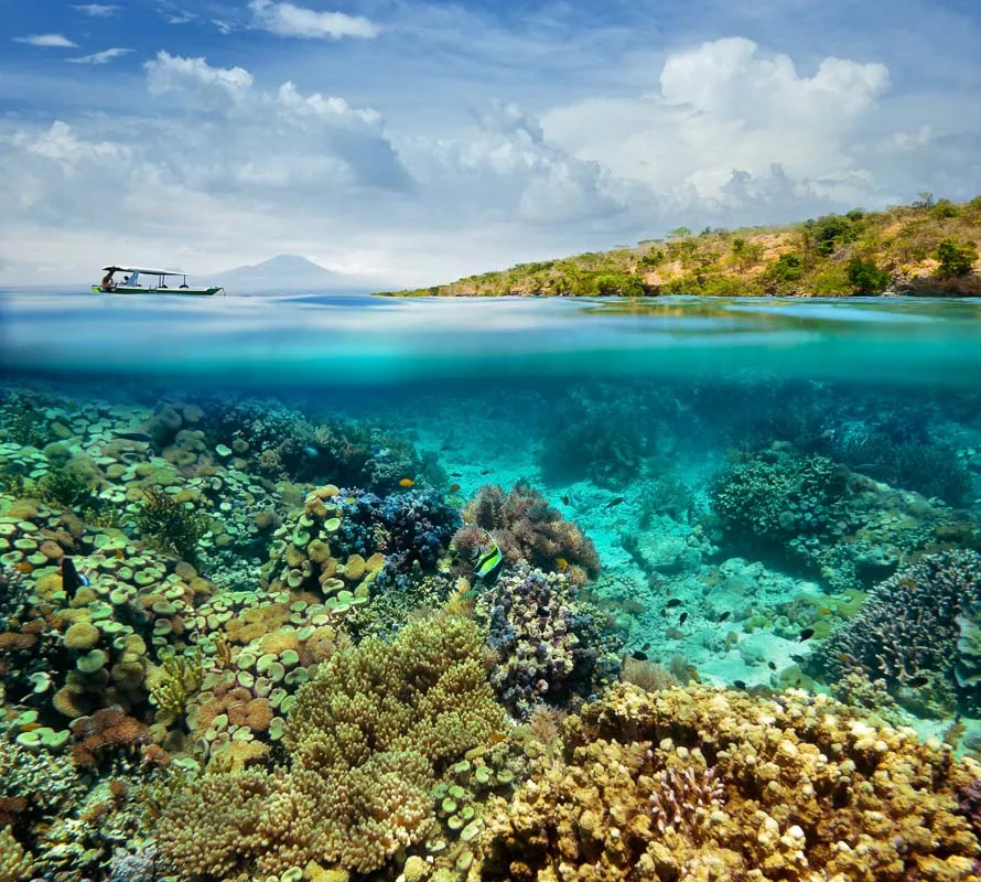 Snorkeling Menjangan Price
