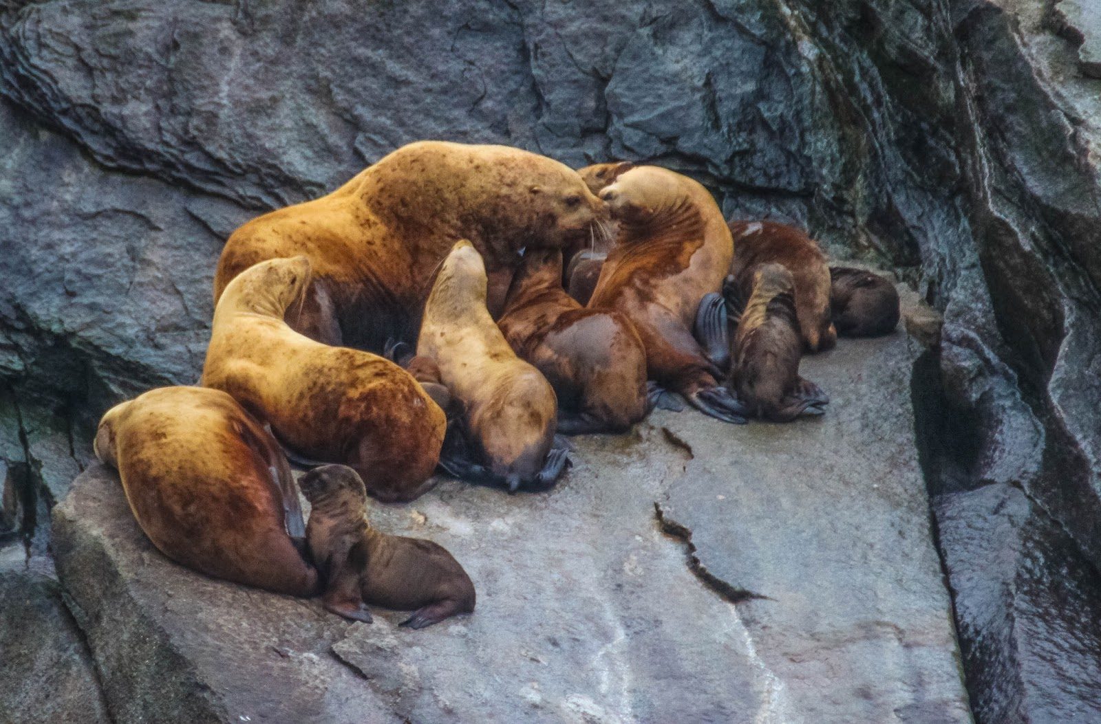 Coastal Wildlife Search