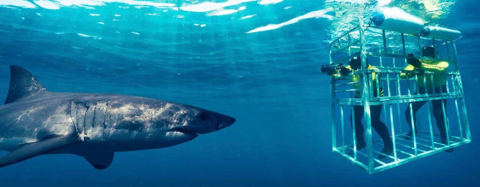 Gansbaai Shark Cage Diving