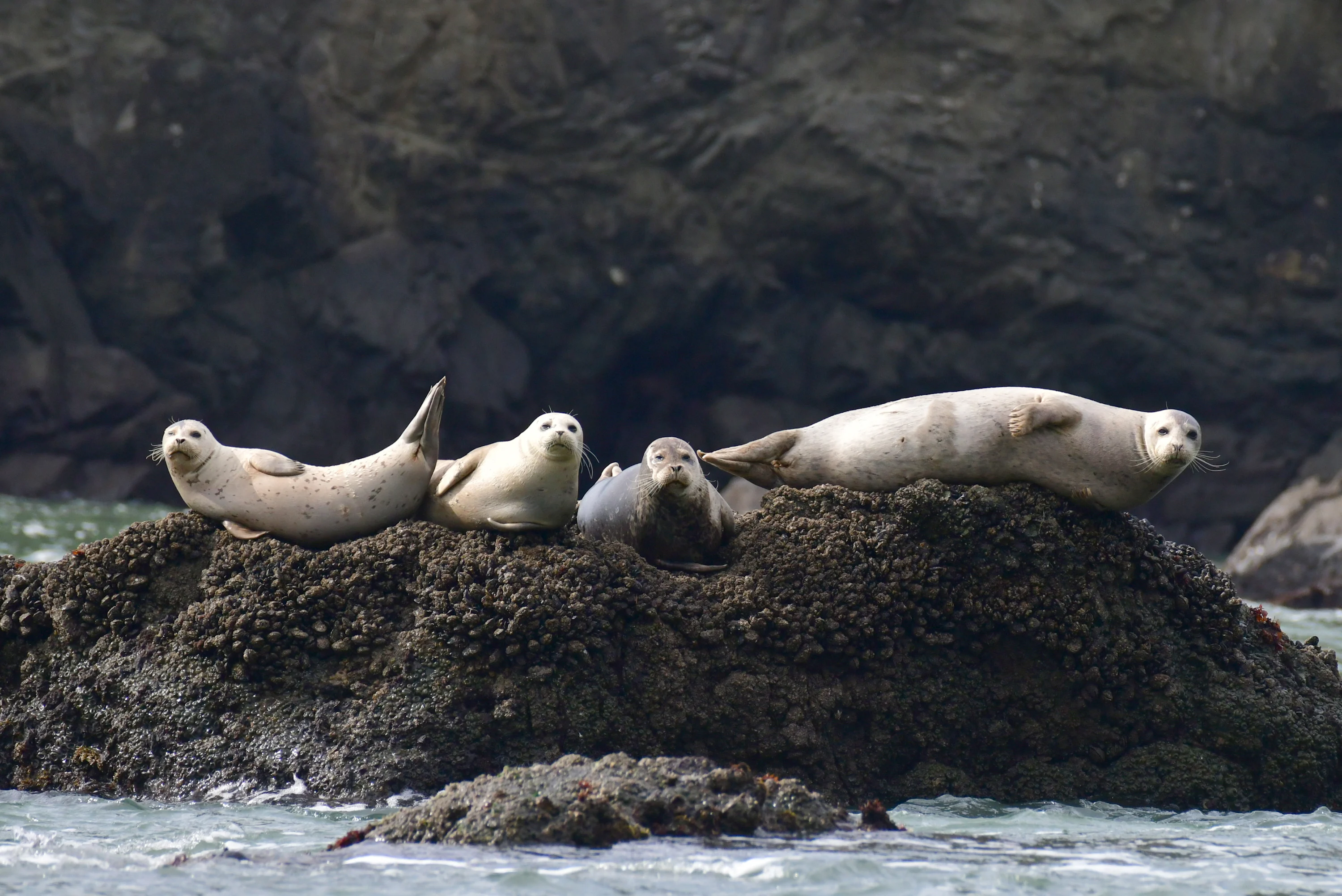 Dyer Island marine reserve