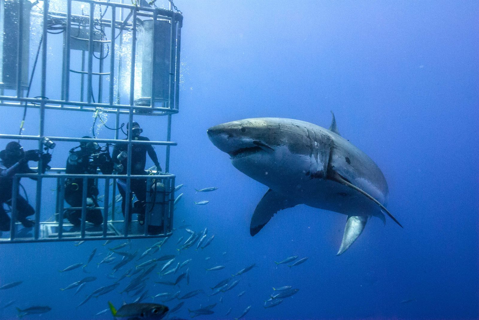 Your experience at Gansbaai Shark Cage Diving