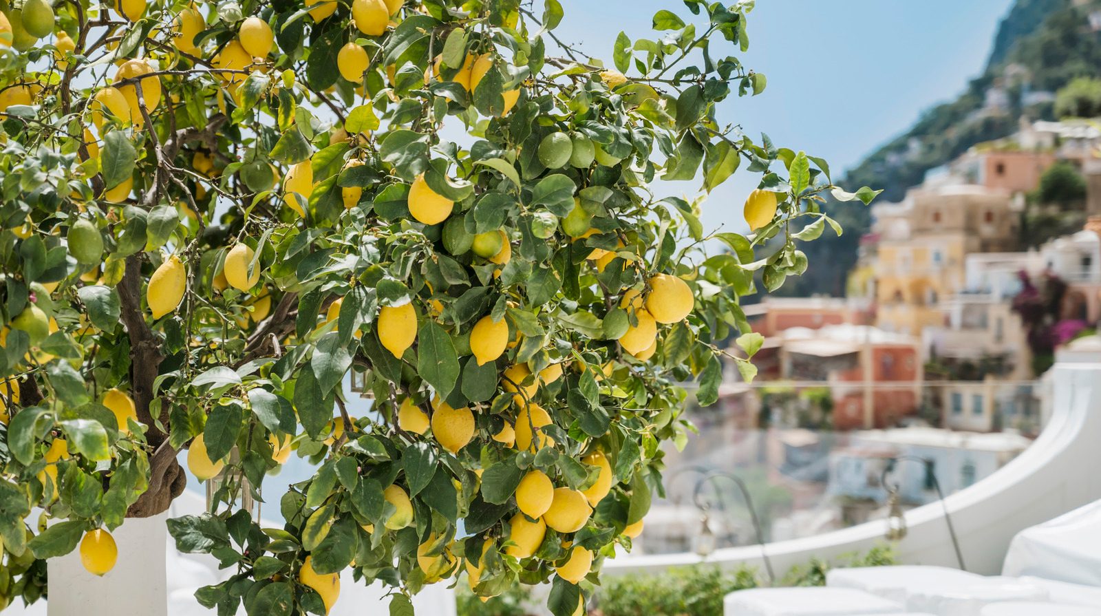 Lemon Grove Harvest