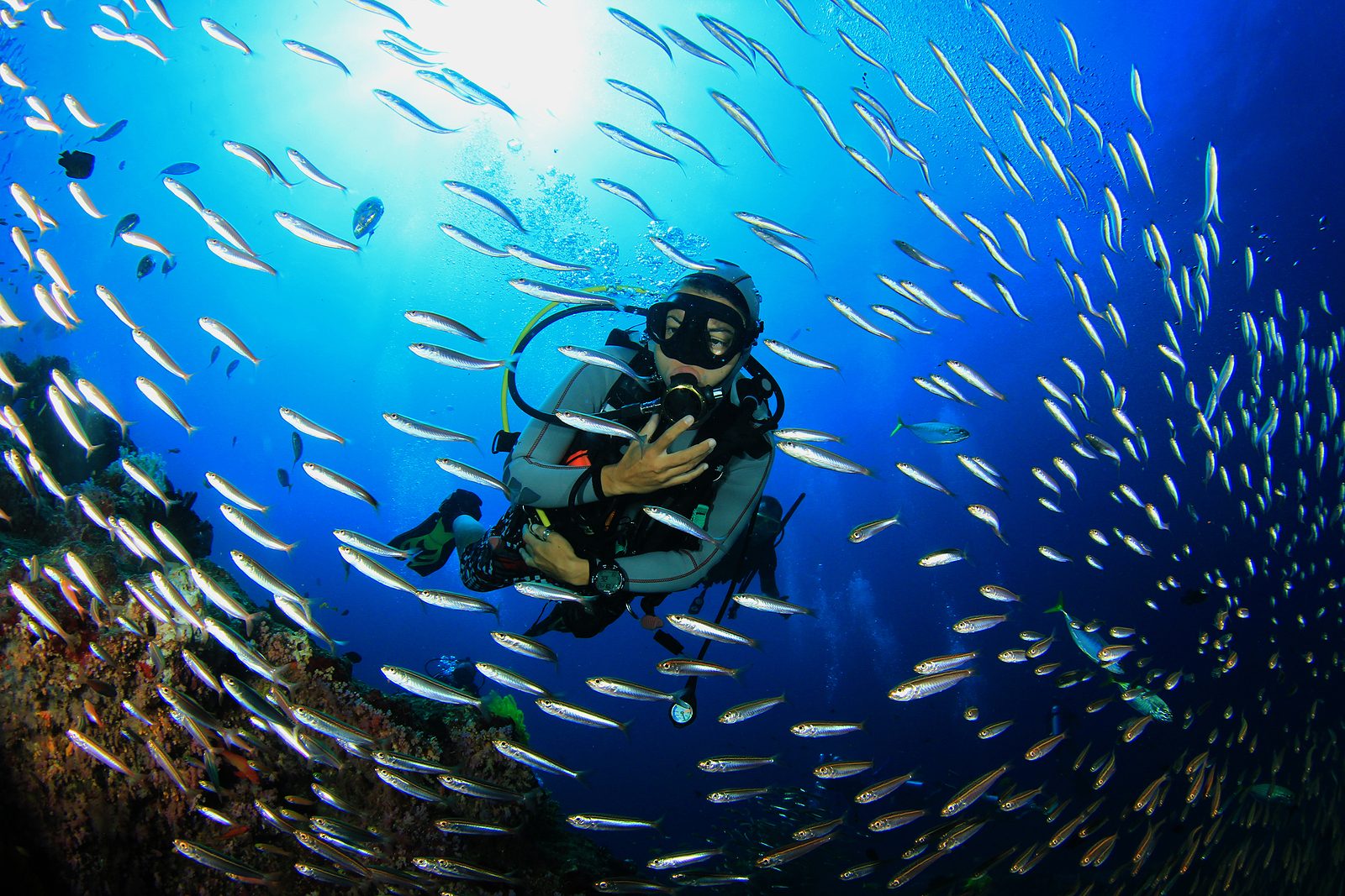 Croatia Snorkeling Fish Species