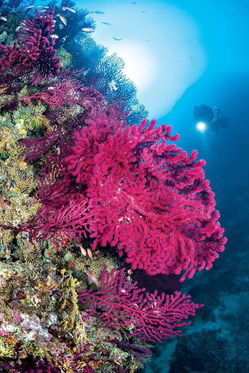Vis Island