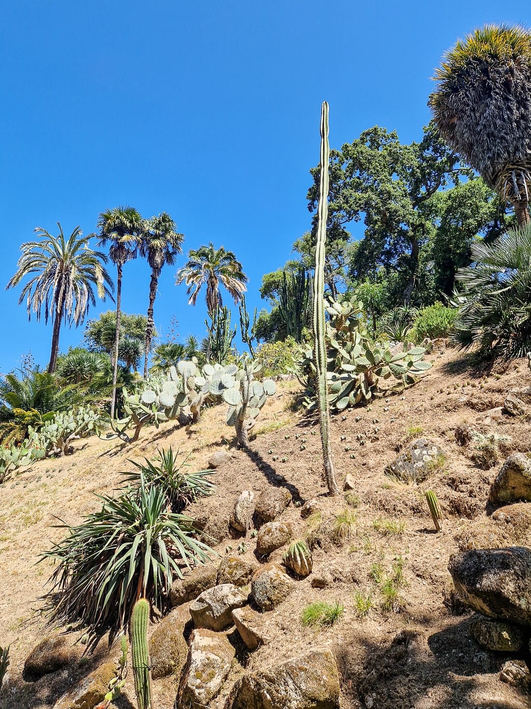 Mexican Garden