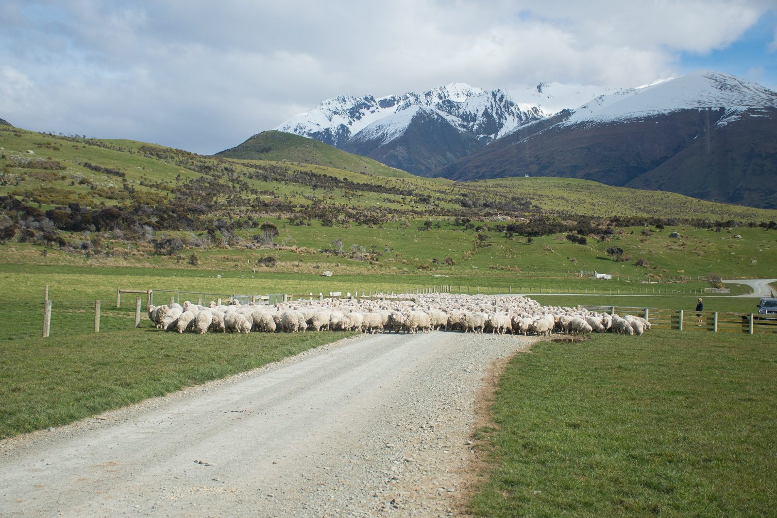 Mount Nicholas High Country Farm