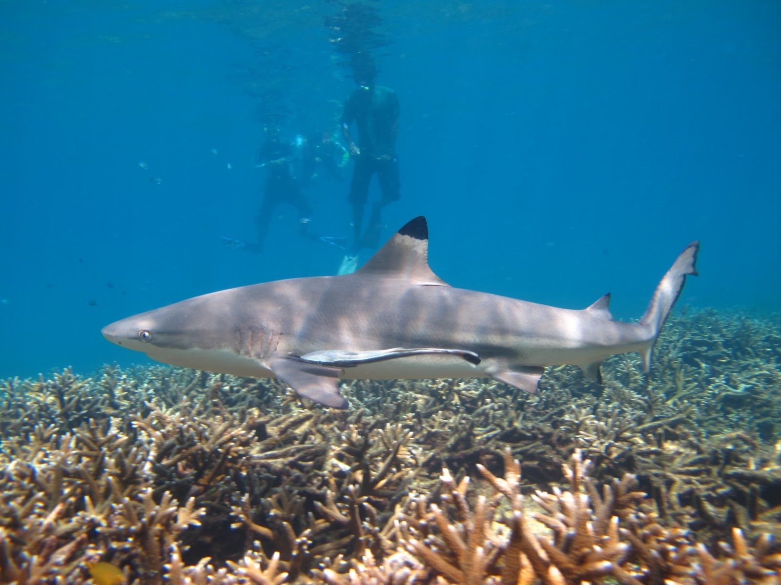 Shark Point