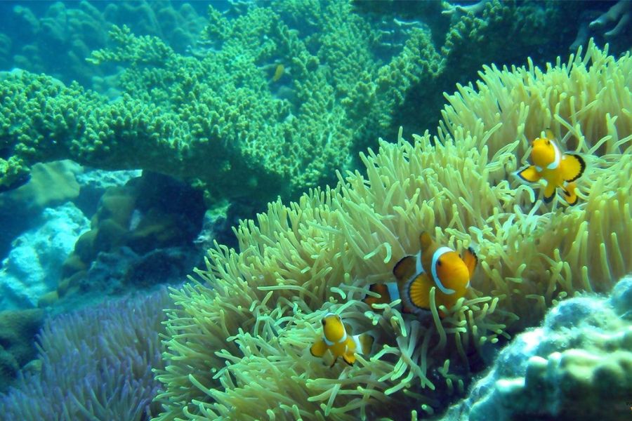 Coral Garden