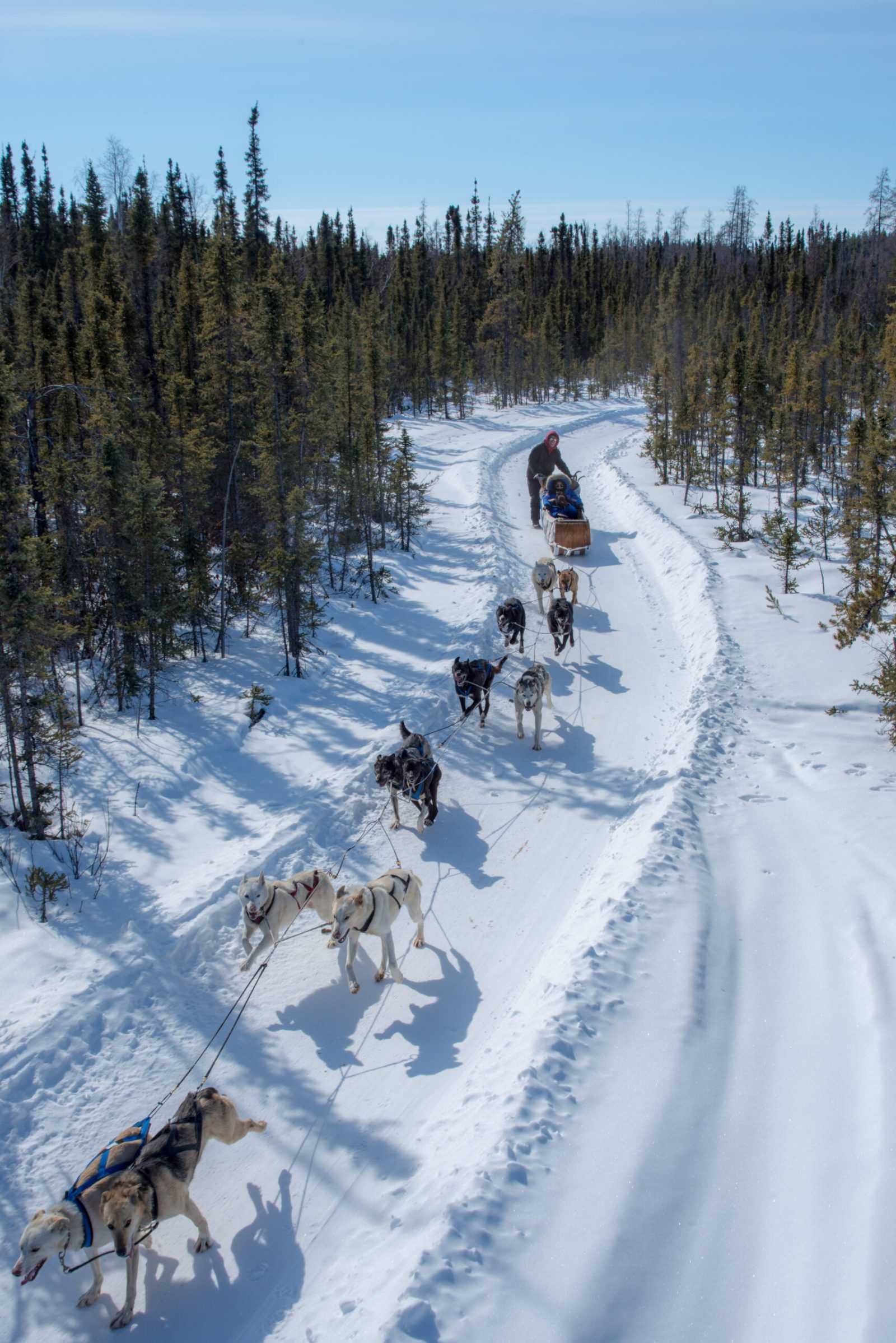 Dog Sledding Yellowknife Price
