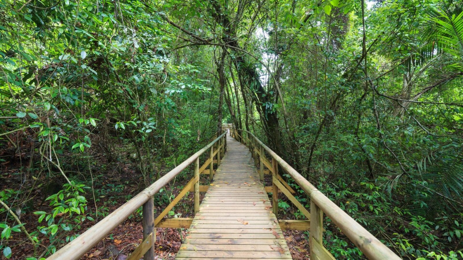 Forest Immersion Zone