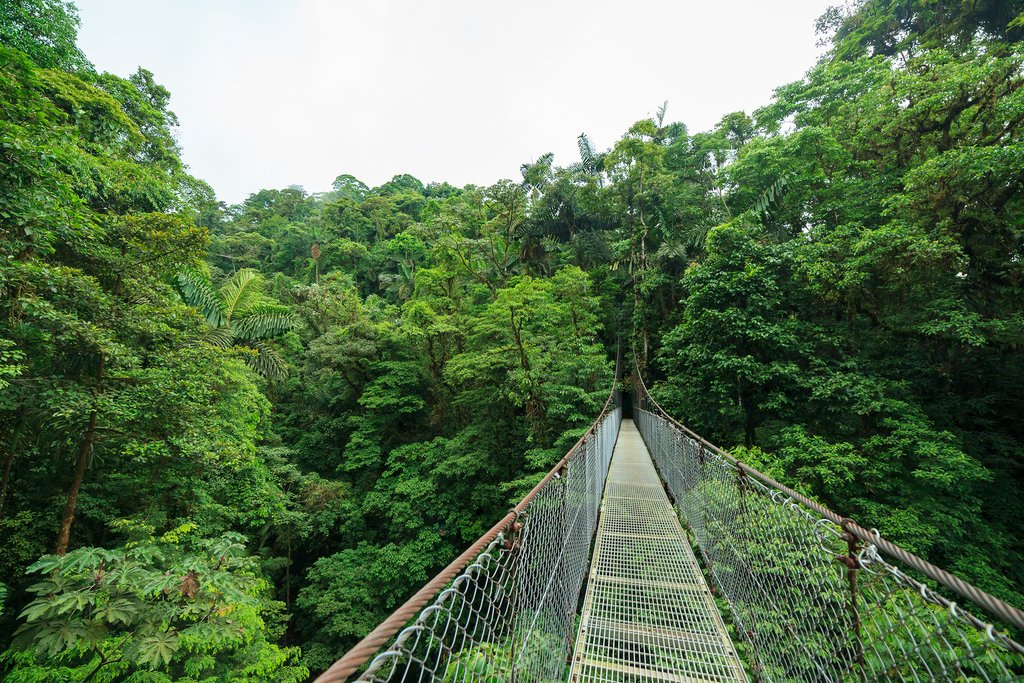 Suspended Bridges