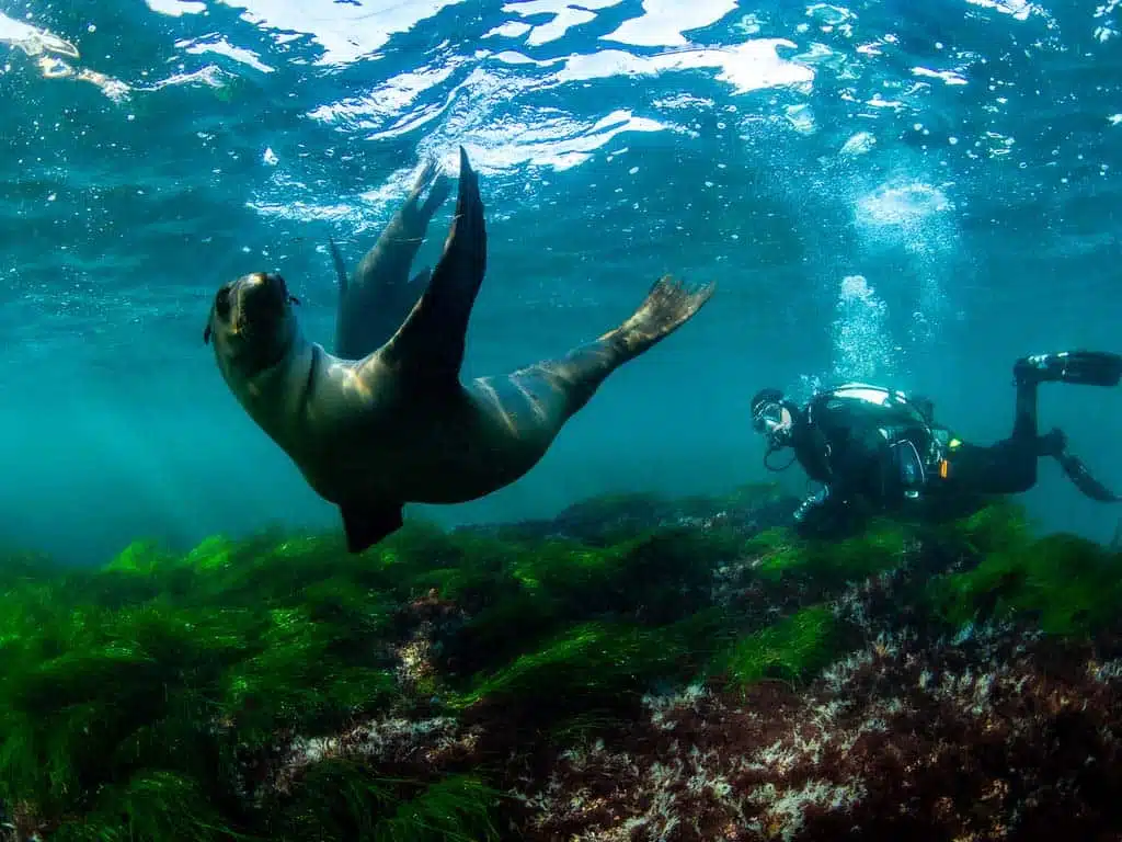 Snorkeling La Jolla Underwater Park