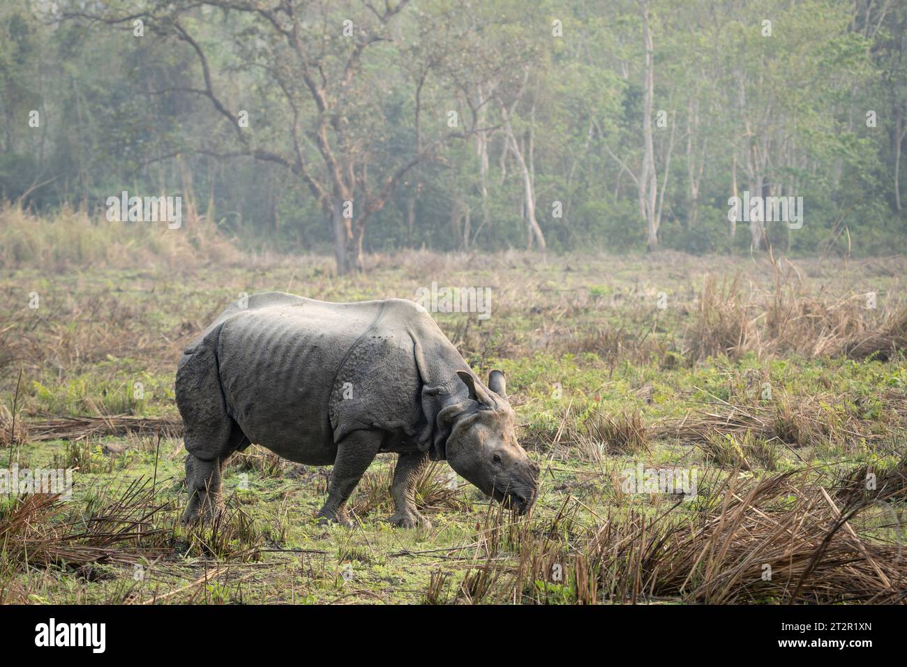 Chitwan Jungle Safari Timing