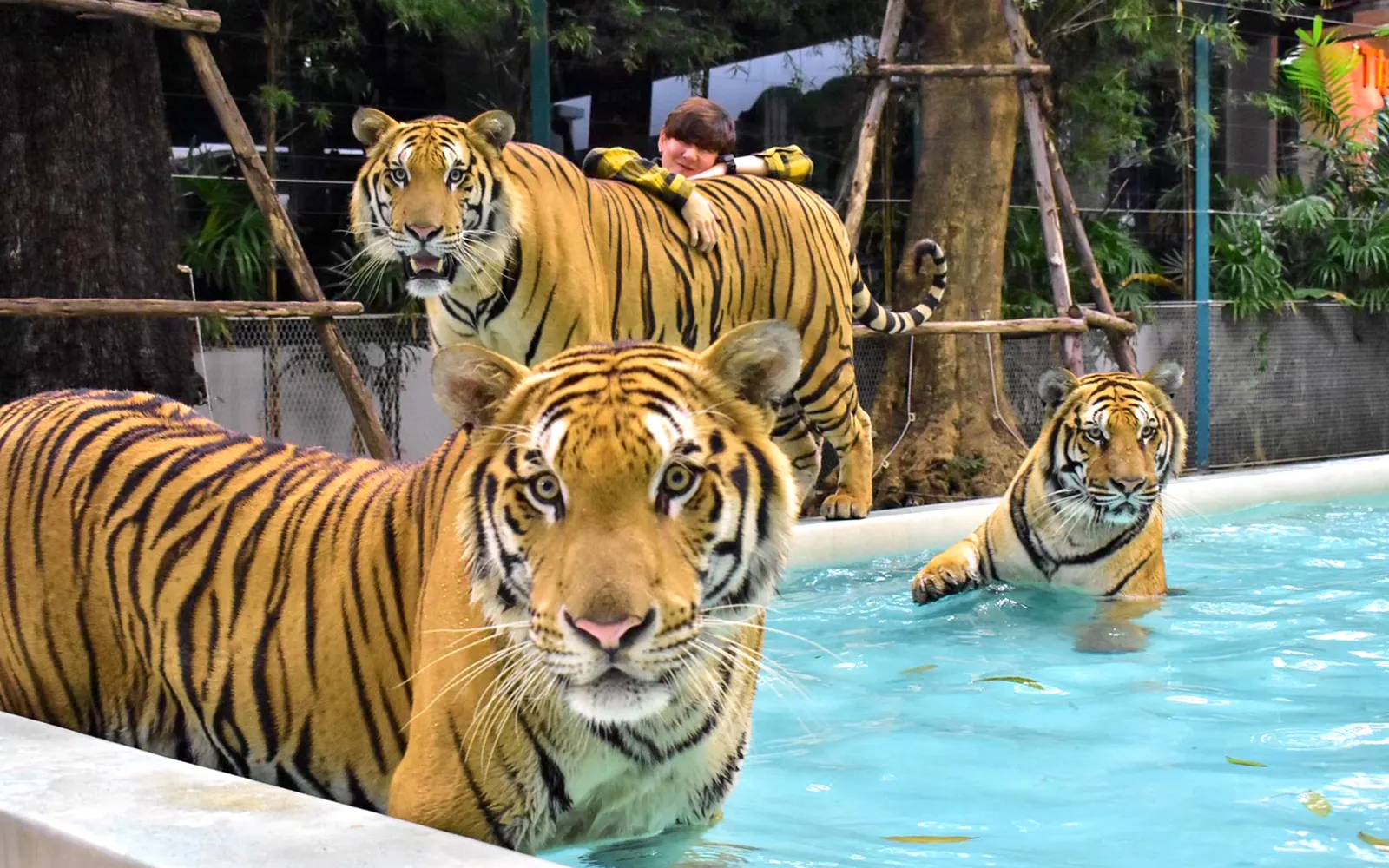 Tiger Park