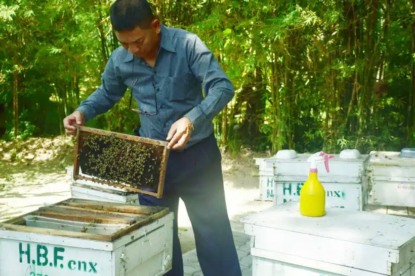 Honey Farm