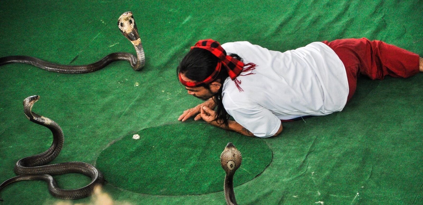 Snake Show