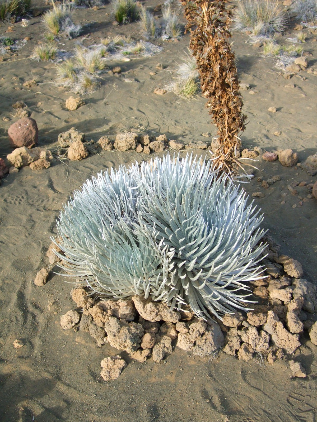 Silversword enclosure